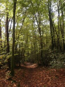 chemin creux broceliande