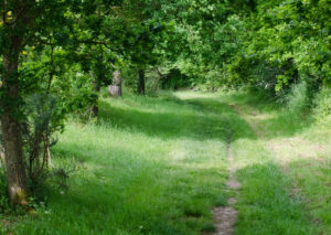 chemin-saint-pern-biodiversite-sentier-herbe